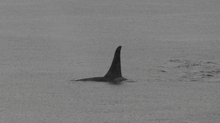 Solo hay algo a lo que teme un tiburón blanco: la ballena orca